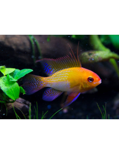 MIKROGEOPHAGUS RAMIREZI GOLD