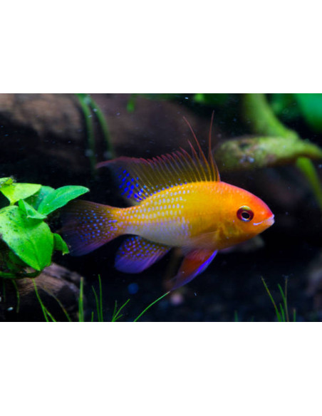 MIKROGEOPHAGUS RAMIREZI GOLD