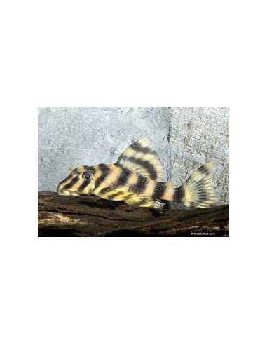 PECKOLTIA VITTATA L 103