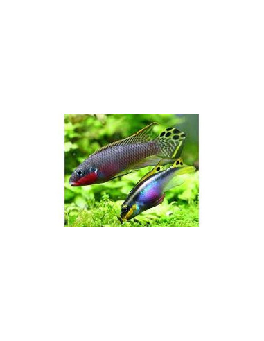 PELVICACHROMIS TAENIATUS NIGERIA RED