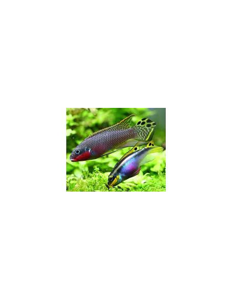 PELVICACHROMIS TAENIATUS NIGERIA RED