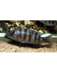 PROTOMELAS SP STEVENI TAIWAN REEF / FEMELLE XL