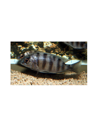 PROTOMELAS SP STEVENI TAIWAN REEF / FEMELLE XL