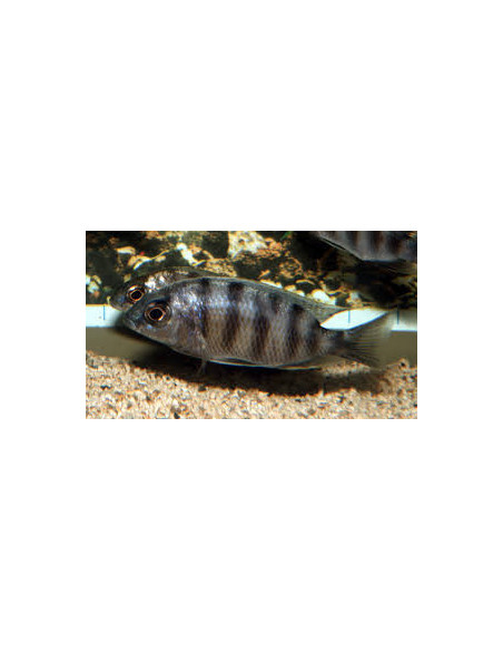 PROTOMELAS SP STEVENI TAIWAN REEF / FEMELLE XL