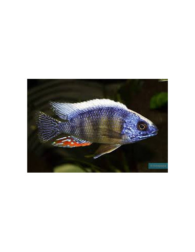 PROTOMELAS SP STEVENI TAIWAN REEF / FEMELLE XL