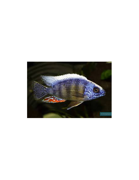 PROTOMELAS SP STEVENI TAIWAN REEF / FEMELLE XL