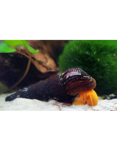 TYLOMELANIA SP  SUPER YELLOW
