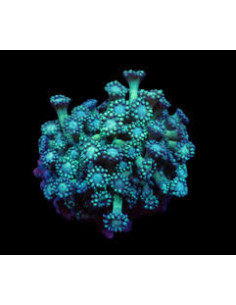 GONIOPORA SP GREEN 2