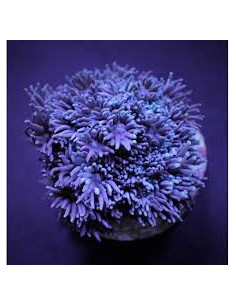 GONIOPORA SP BLUE 2
