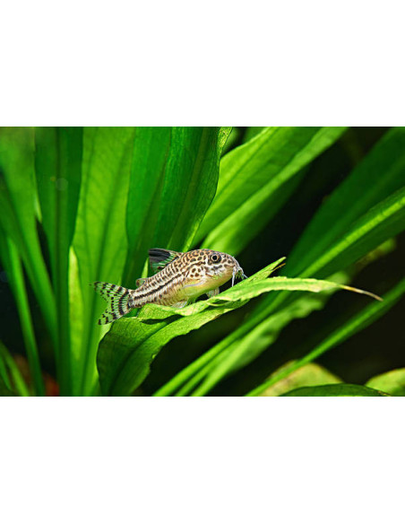 CORYDORAS JULII