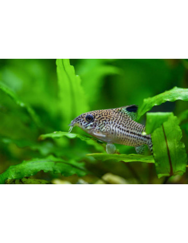 CORYDORAS JULII