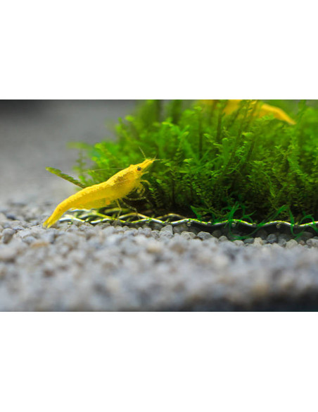 NEOCARIDINA HETEROPODA GEEL