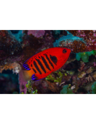 CENTROPYGE LORICULUS