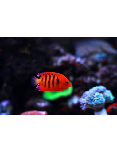 CENTROPYGE LORICULUS