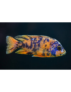 AULONOCARA CALICO BLUE GOLD mâle