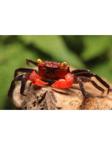 GEOSESARMA RED HAGEN mâle