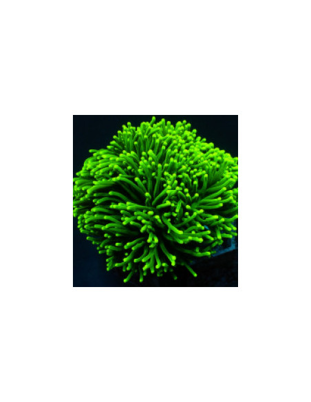 EUPHYLLIA GLABRESCENS GREEN ULTRA