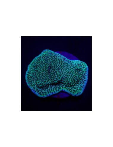 MONTIPORA UNDATA (plateau)