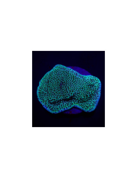 MONTIPORA UNDATA (plateau)
