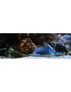 OPHIARACHNA INCRASSATA