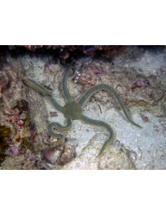 OPHIARACHNA INCRASSATA
