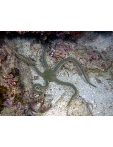 OPHIARACHNA INCRASSATA
