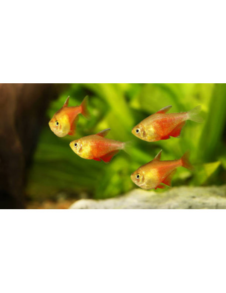 HYPHESSOBRYCON FLAMMEUS ORANGE