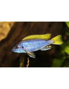 PSEUDOTROPHEUS ACEI 2