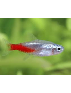 PARACHEIRODON INNESI DIAMANT