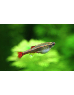 TANICHTHYS ALBONUBES 2