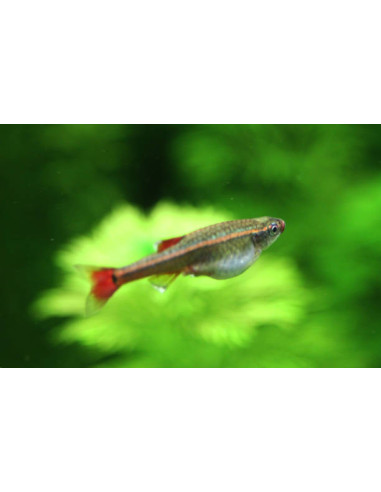 TANICHTHYS ALBONUBES