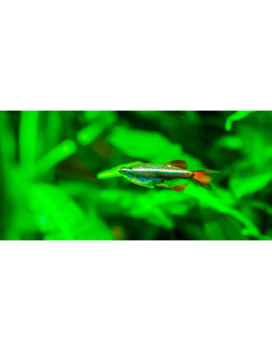 TANICHTHYS ALBONUBES