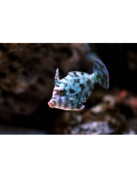 ACREICHTHYS TOMENTOSUS M