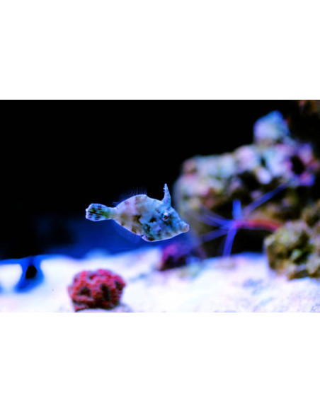 ACREICHTHYS TOMENTOSUS M