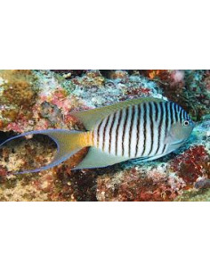 GENICANTHUS MELANOSPILUS MALE 2