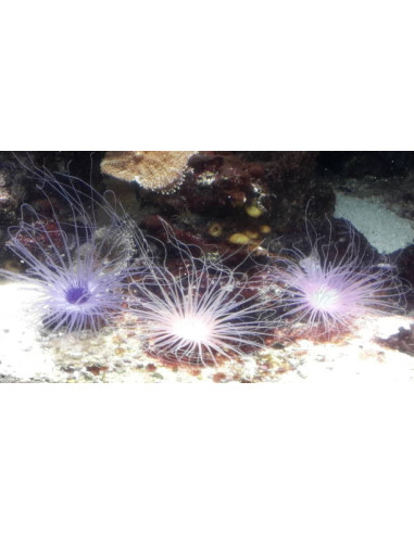 CERIANTHUS MEMBRANACEUS