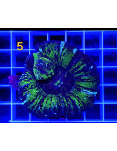 SCOLYMIA AUSTRALIS WYSIWYG 05 2