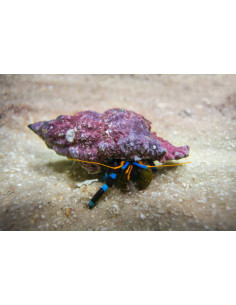 CALCINUS ELEGANS S