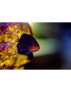 CENTROPYGE FLAVICAUDA 2