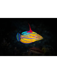 PARACHEILINUS FLAVIANALIS 2