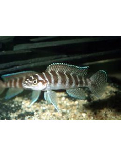 LAMPROLOGUS CYLINDRICUS 2