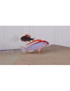 PSEUDOTROPHEUS RED TOP NDUMBI 2