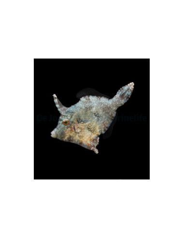 ACREICHTHYS TOMENTOSUS M