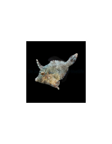 ACREICHTHYS TOMENTOSUS M
