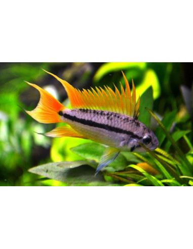 APISTOGRAMMA CACATUOIDES DOUBLE ORANGE