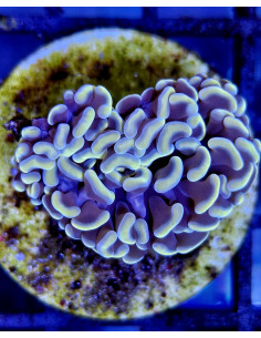 EUPHYLLIA ANCORA ULTRA
