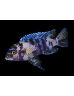 PSEUDOTROPHEUS ZEBRA MASINJE BLUE OB 2