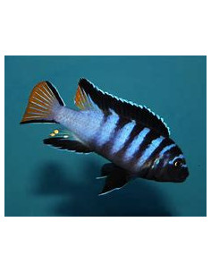 PSEUDOTROPHEUS ELONGATUS MPANGA 2