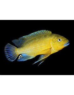 PSEUDOTROPHEUS WILLIAMSI BLUE LIPS 2