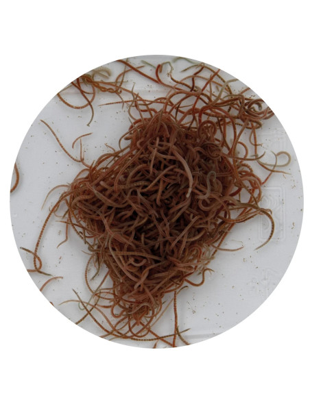 NOURRITURE VIVANTE california blackworms 90 ML
